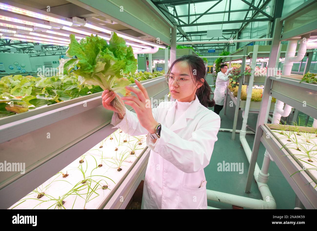 HUZHOU, CHINA - FEBRUARY 13, 2023 - A worker takes care of soilless vegetables at Baiyuankang Plant Dream Factory in Dongheng Village, Luoshe town, De Stock Photo