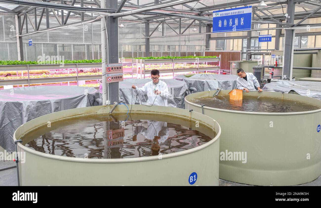 HUZHOU, CHINA - FEBRUARY 13, 2023 - Workers test the water quality of aquaponic pond at the Baiyuankang Plant Dream Factory in Dongheng Village, Luosh Stock Photo