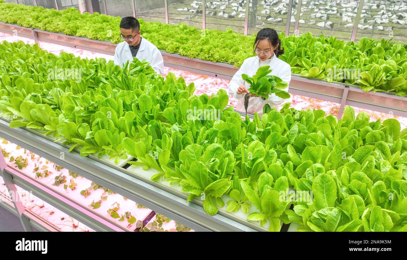 HUZHOU, CHINA - FEBRUARY 13, 2023 - Workers take care of soilless vegetables at Baiyuankang Plant Dream Factory in Dongheng Village, Luoshe town, Deqi Stock Photo