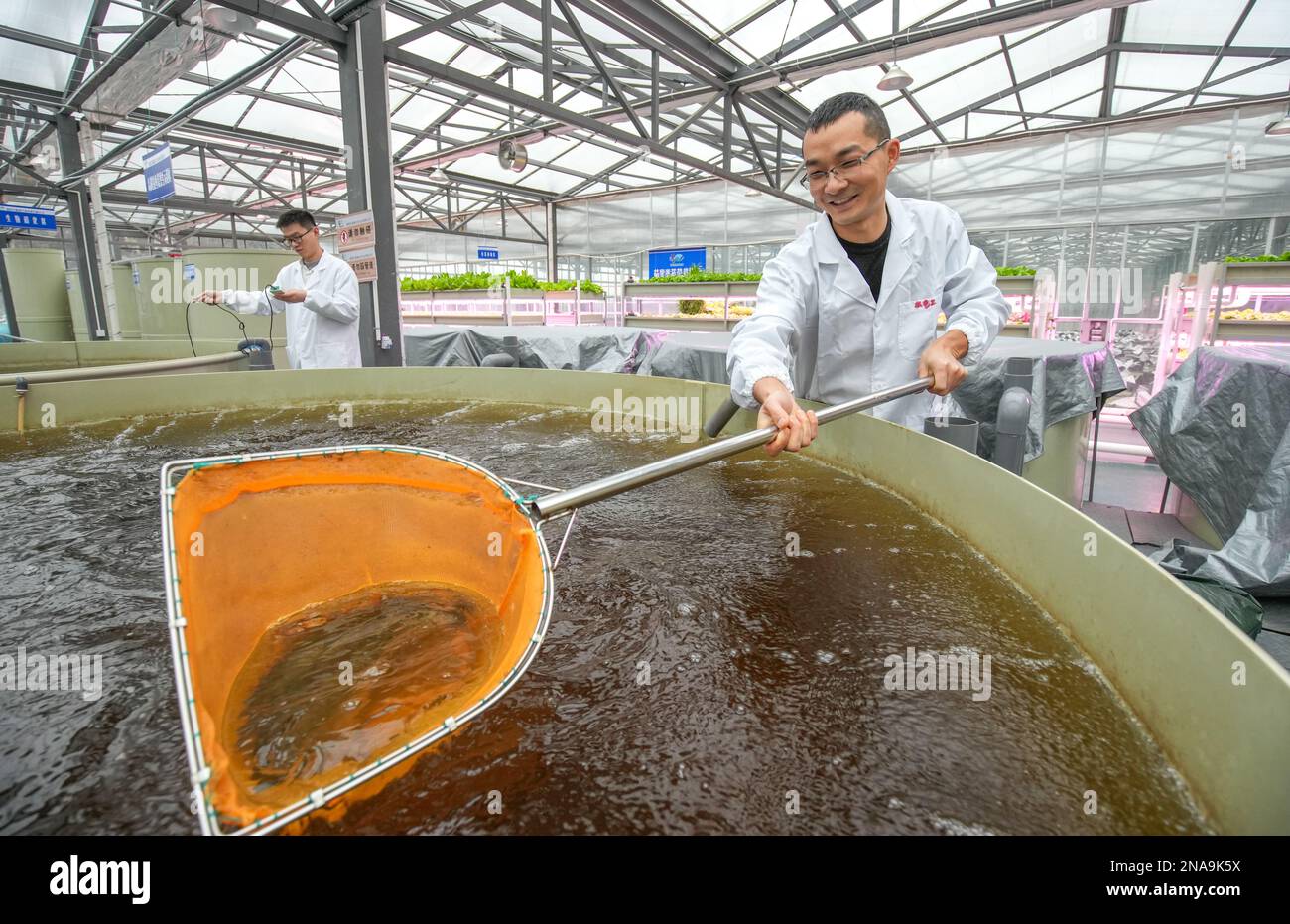 HUZHOU, CHINA - FEBRUARY 13, 2023 - Workers check the growth of Australian Jade Perch at Baiyuankang Plant Dream Factory in Dongheng Village, Luoshe T Stock Photo