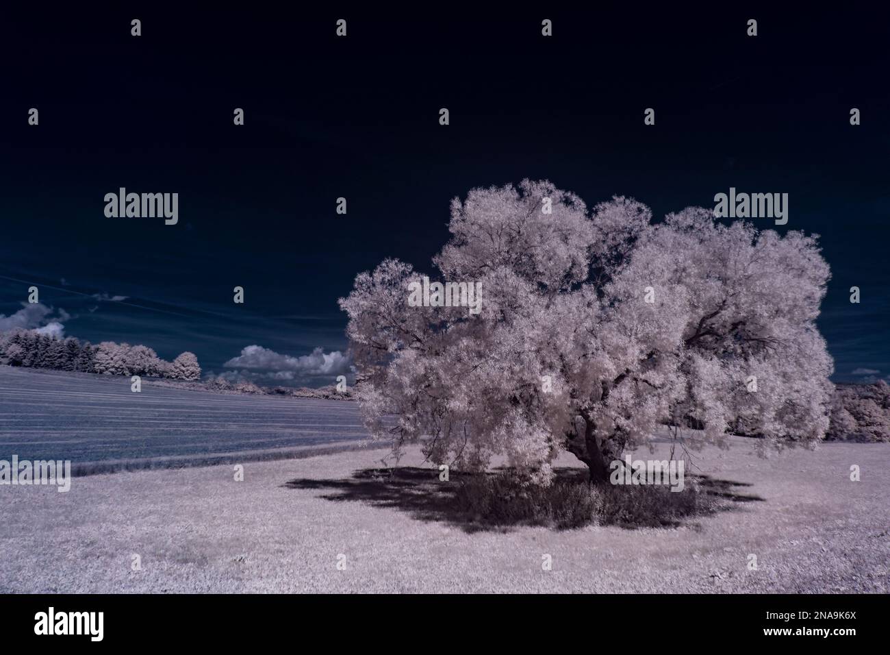 An aerial view of field surrounded by trees Stock Photo - Alamy