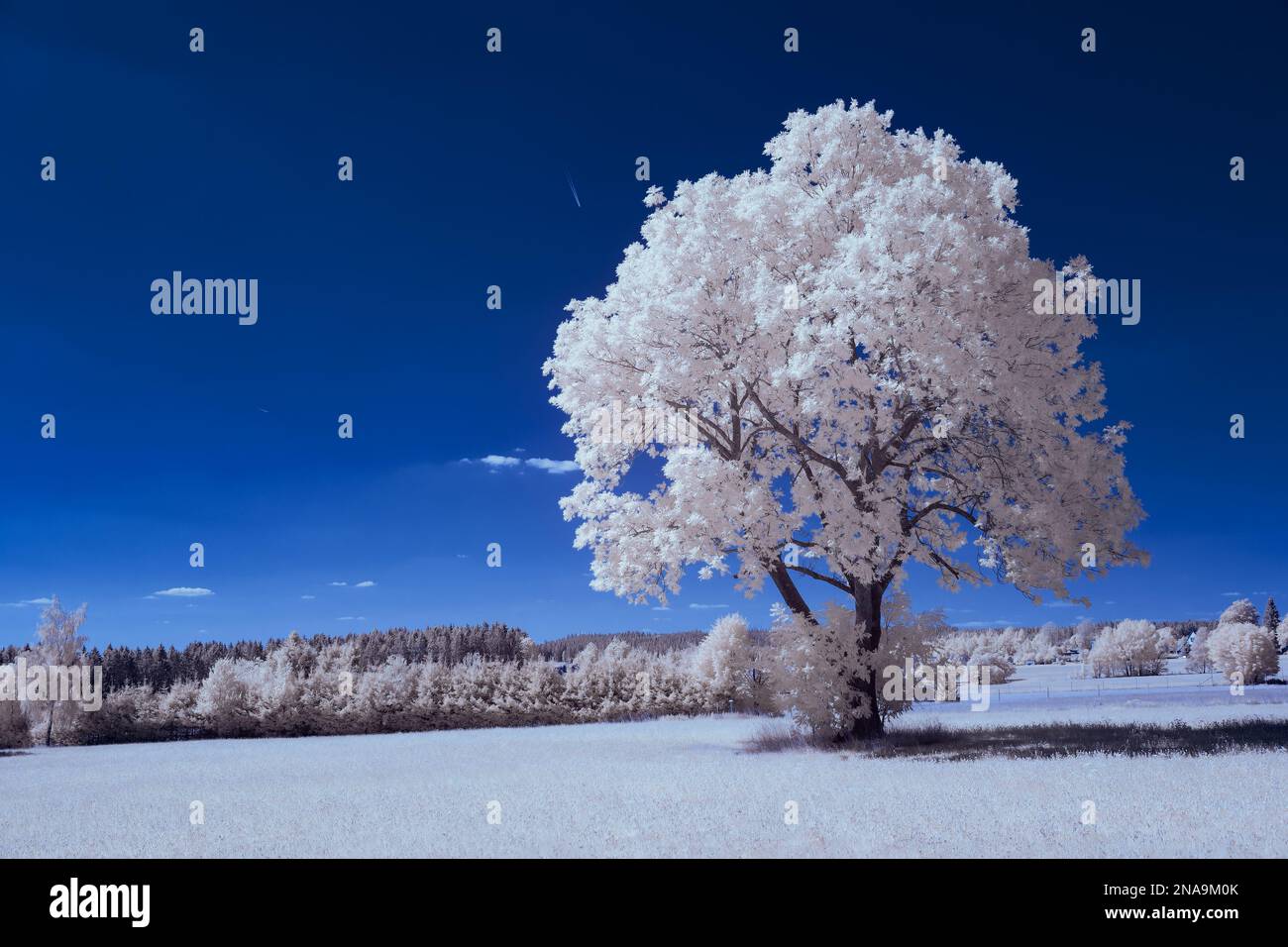 An aerial view of field surrounded by trees Stock Photo - Alamy