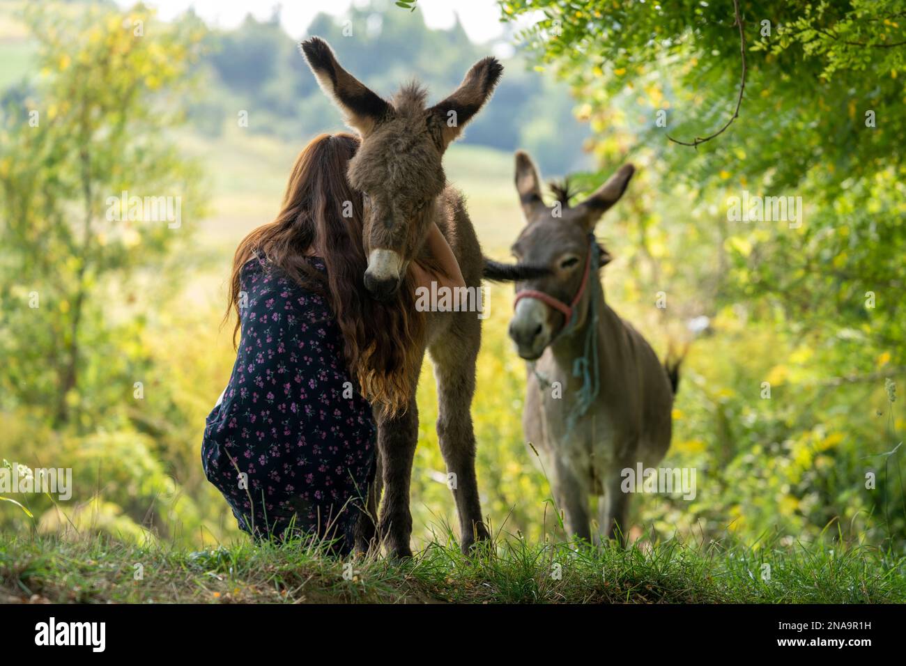 A woman crouching down to hug the neck of a donkey in the countryside of Romania; Biertan, Transylvania, Romania Stock Photo