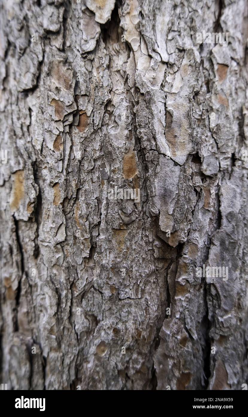 Textured tree background detail, nature in a forest Stock Photo