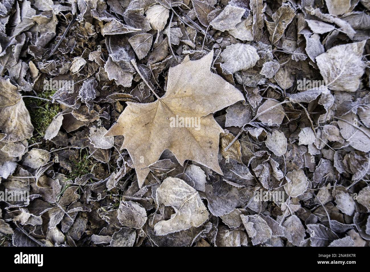 Detail of dry tree leaves on a cold winter day, ice and snow Stock Photo