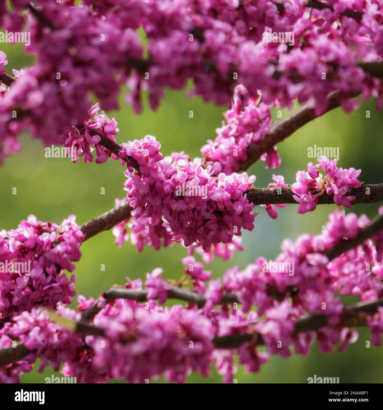 purple judas branch in blossom. floral background in spring Stock Photo