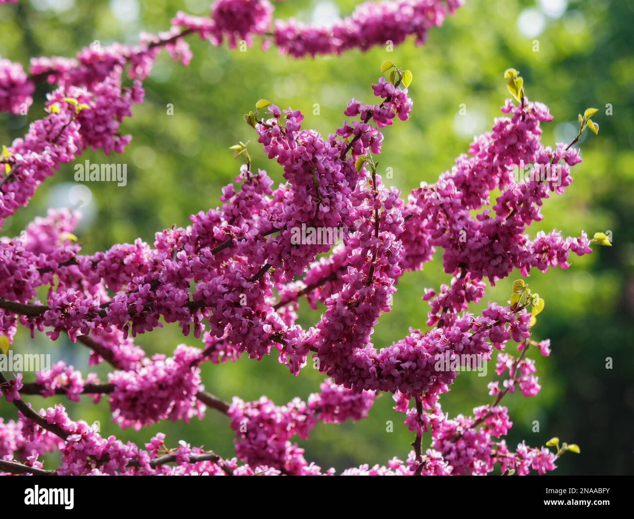 purple judas branch in blossom. floral background in spring Stock Photo