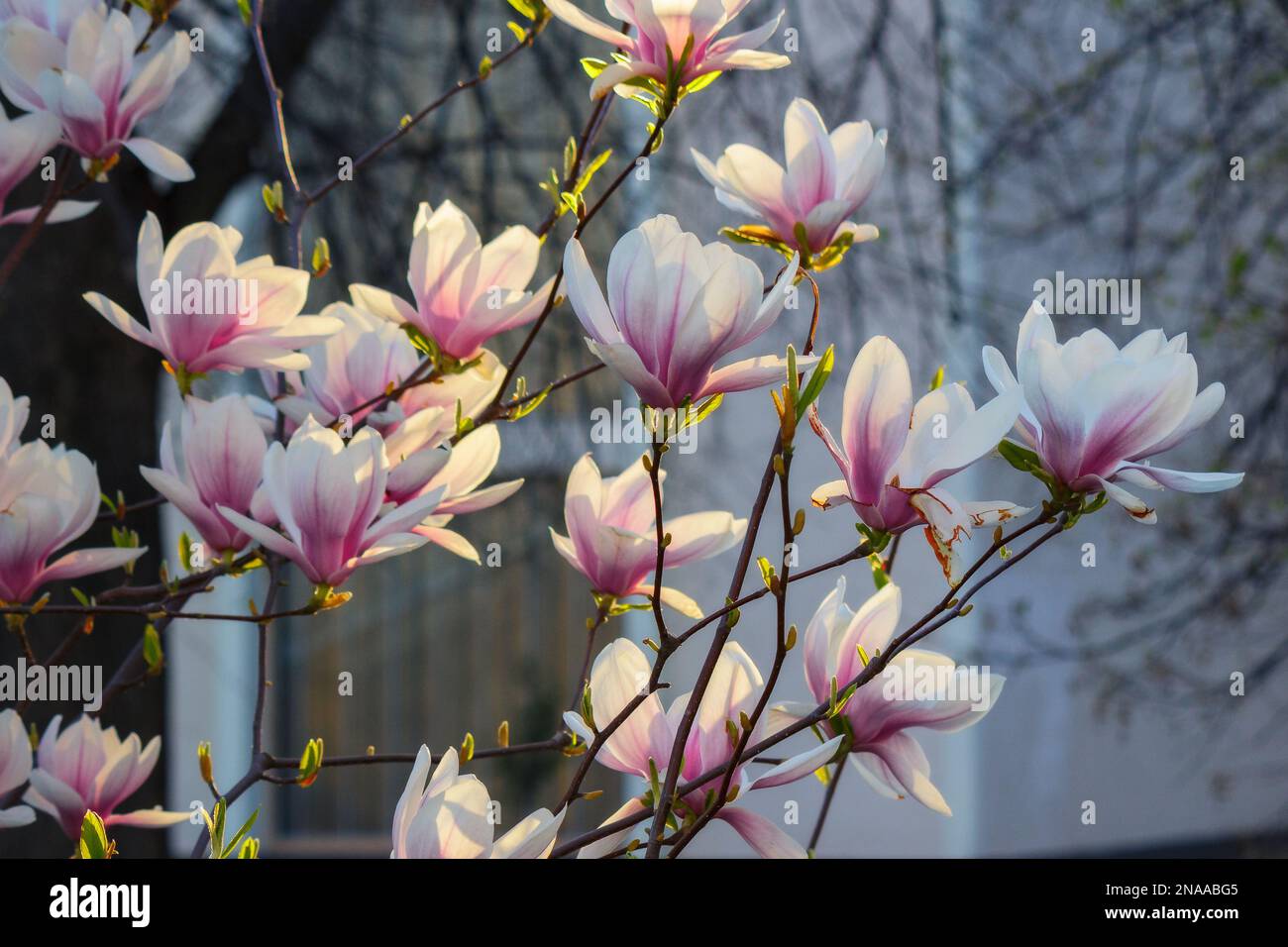 branch of blossoming magnolia. closeup nature background in early spring Stock Photo