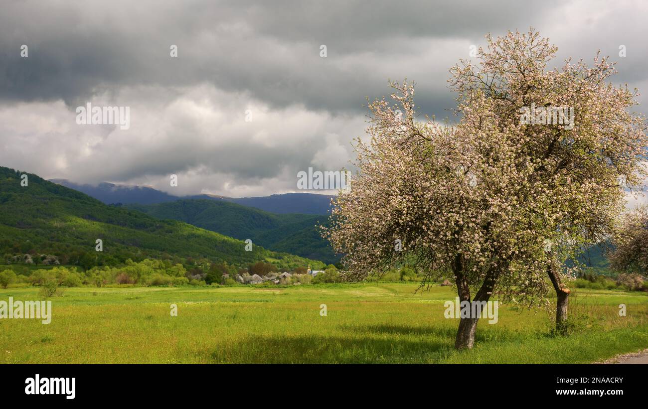 blossoming apple tree near the rural fields. hills and mountains in the distance. warm april day Stock Photo