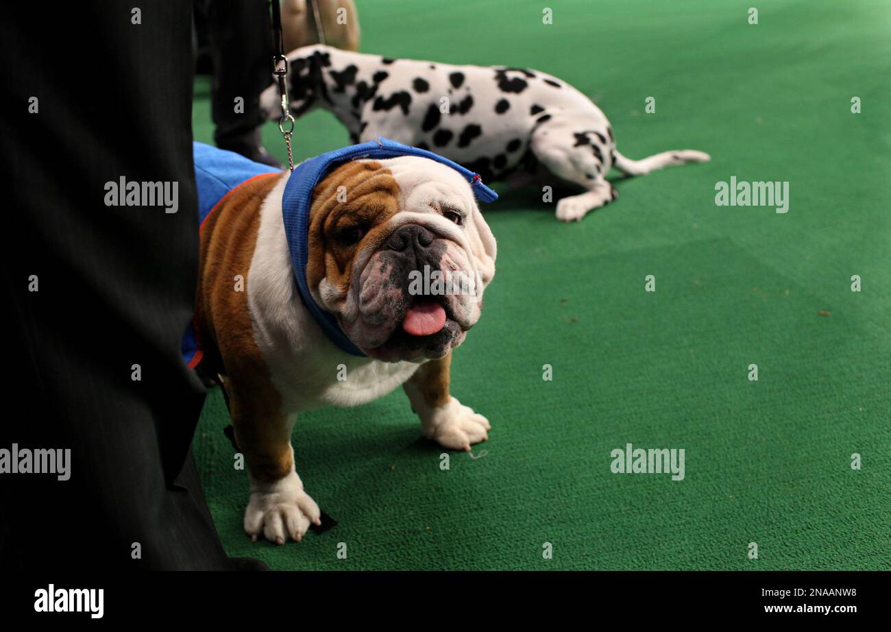 Manchester, a bulldog owned by Eduardo Hernendez of Mexico City, gets  comforting treatment after winning an award of merit in breed at the 136th  annual Westminster Kennel Club dog show, Monday, Feb.