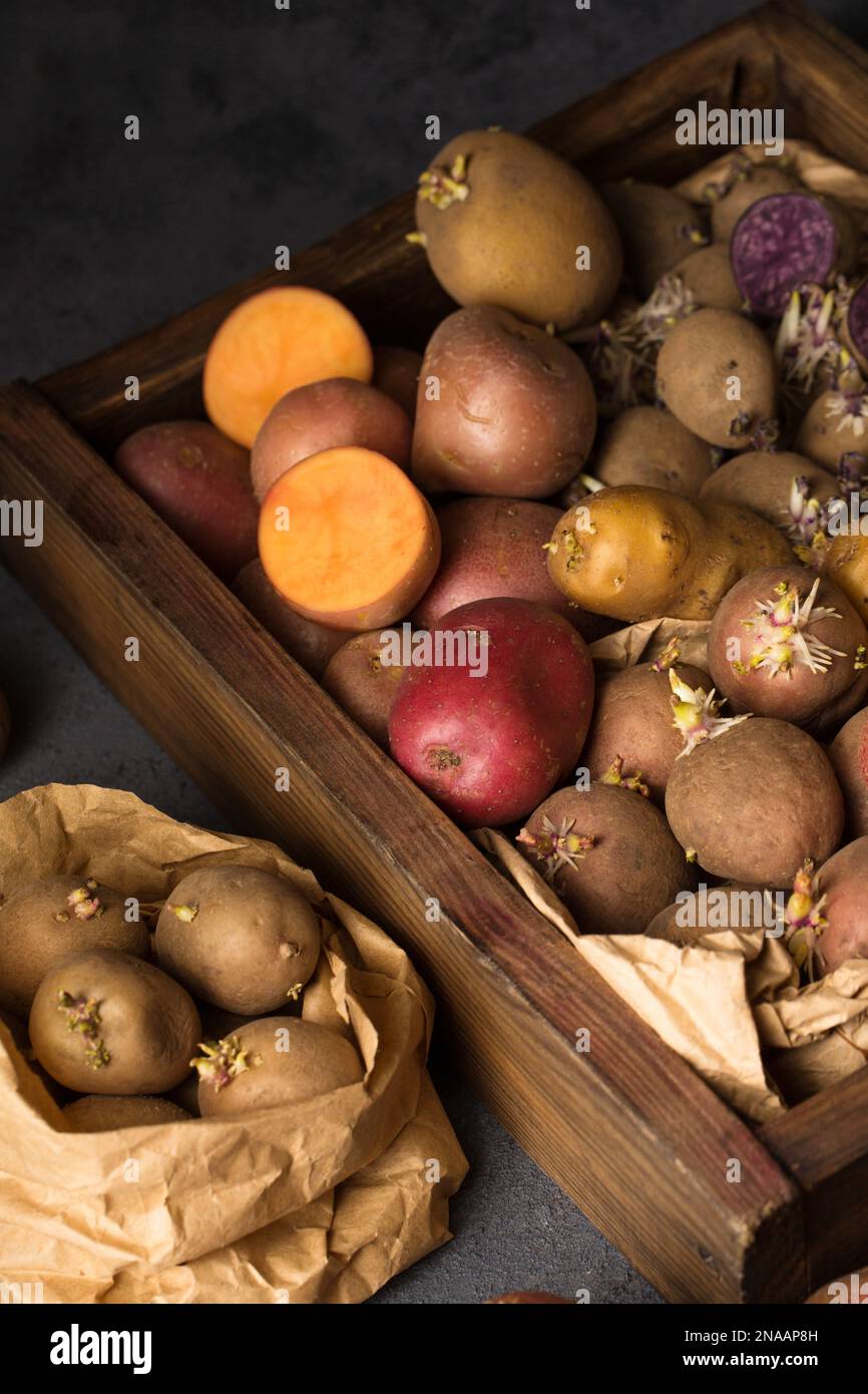 Various varieties of potatoes. Germination of sprouts on potatoes for