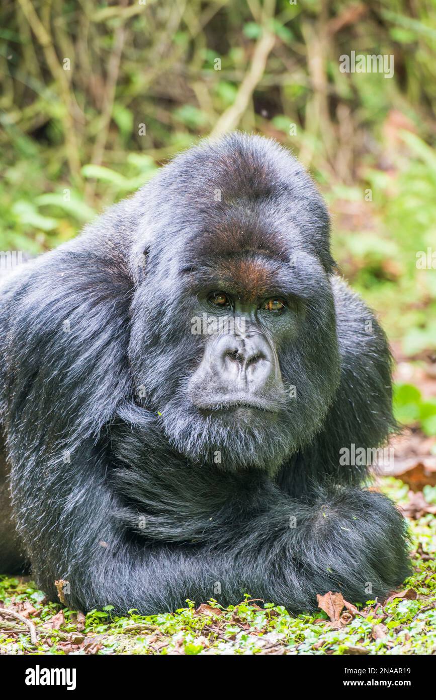 Portrait of a male eastern gorilla (Gorilla beringei) lying on the grass and looking at the camera; Rwanda, Africa Stock Photo