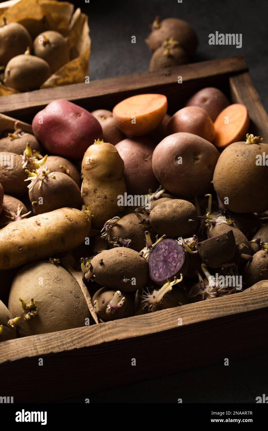 Various varieties of potatoes. Germination of sprouts on potatoes for