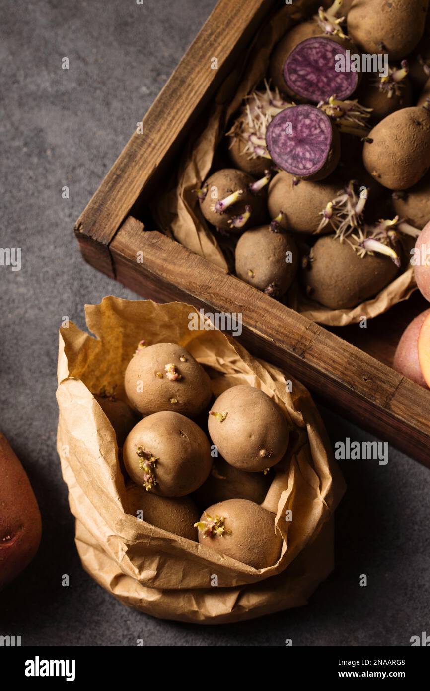 Various varieties of potatoes. Germination of sprouts on potatoes for
