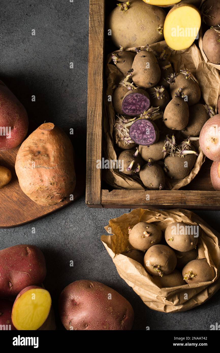 Various varieties of potatoes. Germination of sprouts on potatoes for