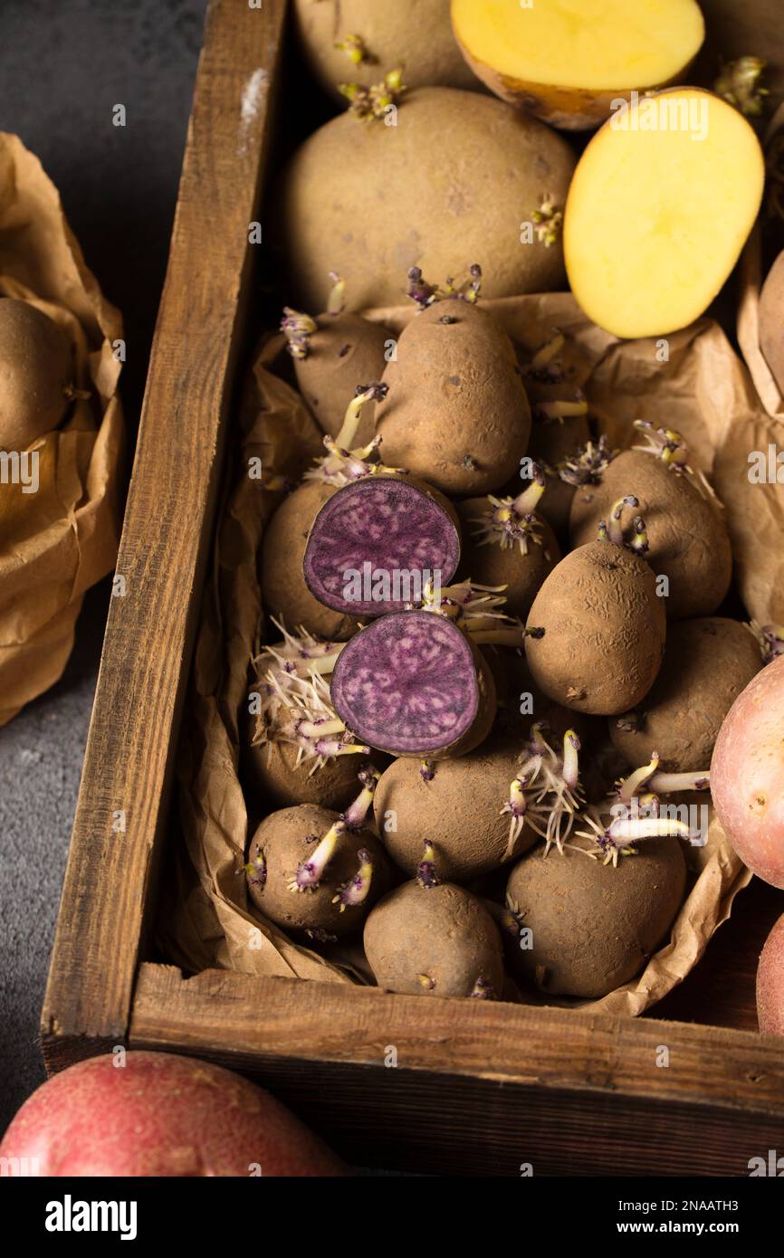 Various varieties of potatoes. Germination of sprouts on potatoes for