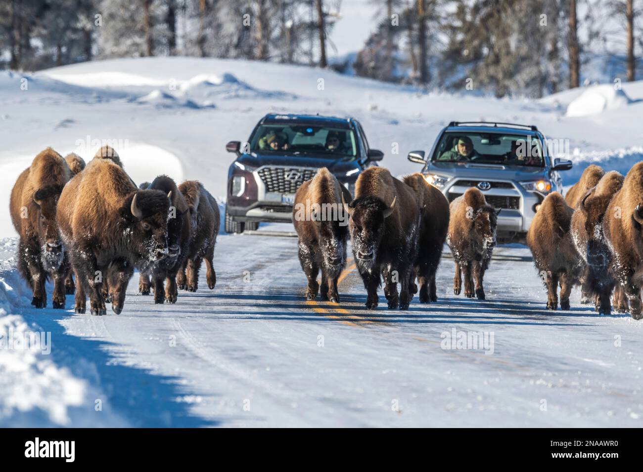 Herd of American bison (Bison bison) walking down the middle of the highway in winter holding up traffic in Yellowstone National Park Stock Photo