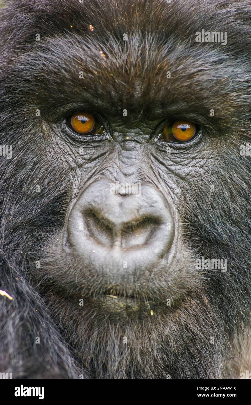 Portrait of a mountain gorilla, Gorilla beringei beringei, a member of the Amahoro group. Stock Photo