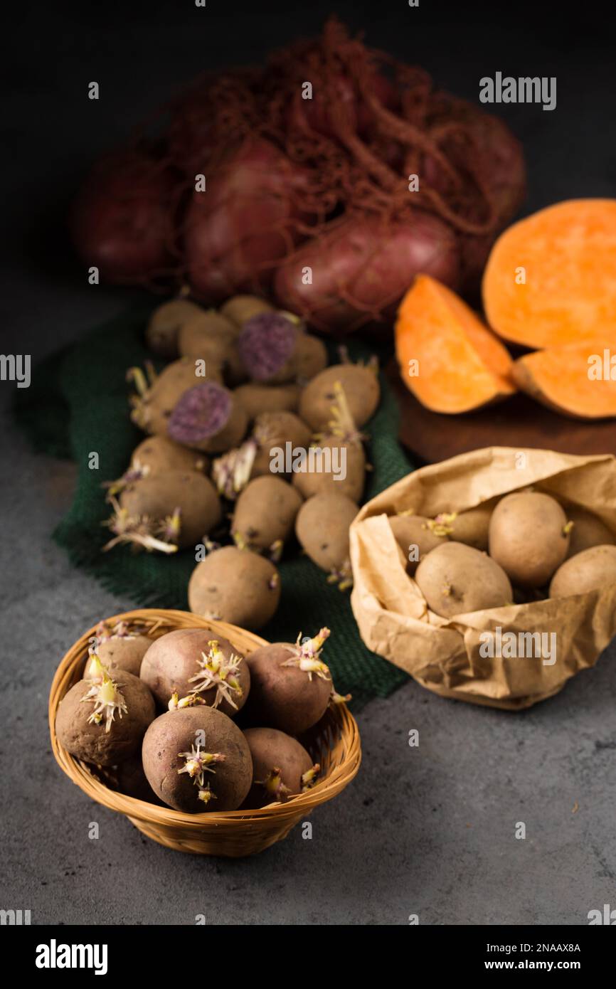 Various varieties of potatoes. Germination of sprouts on potatoes for