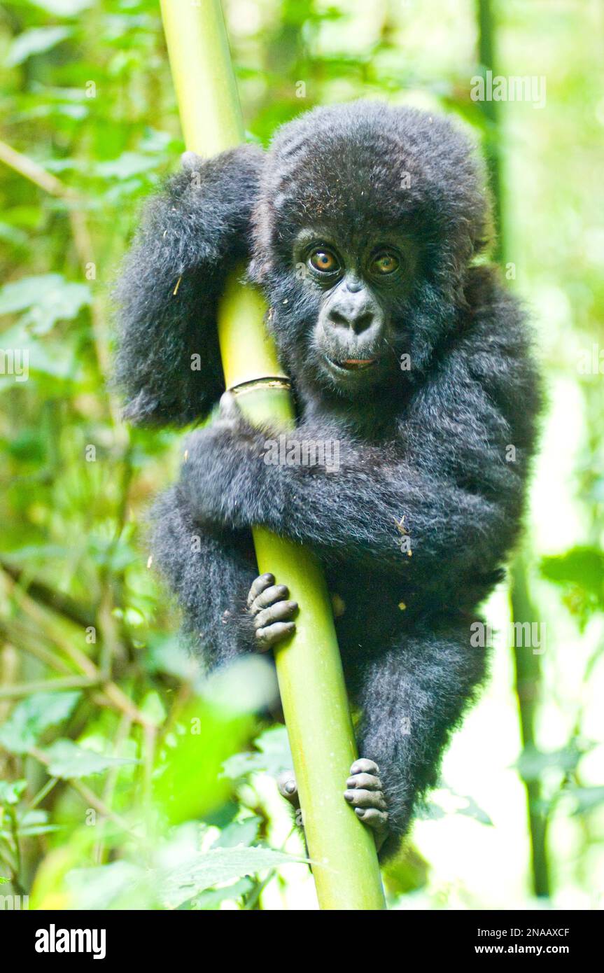 Portrait of an infant eastern gorilla (Gorilla beringei) gripping onto a bamboo tree (Bambusoideae) in the jungle; Rwanda, Africa Stock Photo