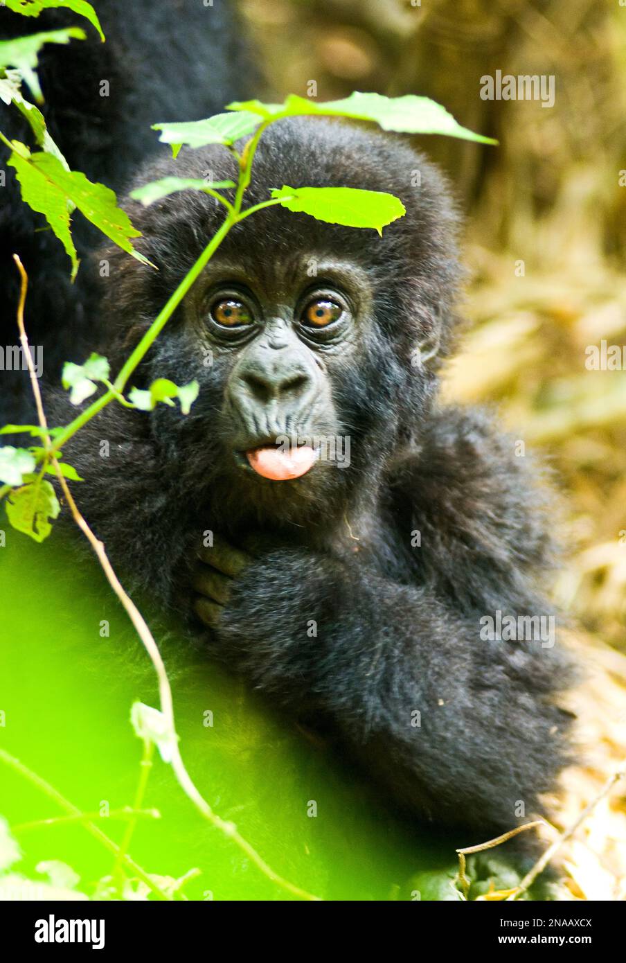 Portrait of an infant eastern gorilla (Gorilla beringei) looking out at the camera trough the leaves in the jungle with its tongue sticking out Stock Photo