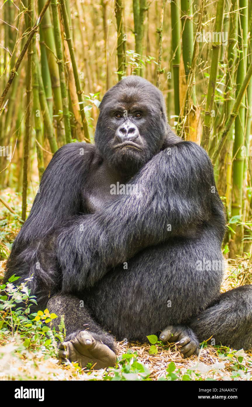 Portrait of a mountain gorilla, Gorilla gorilla beringei. Stock Photo