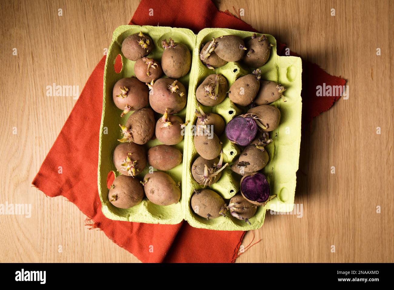 Germination of sprouts on potatoes for planting in the ground Stock