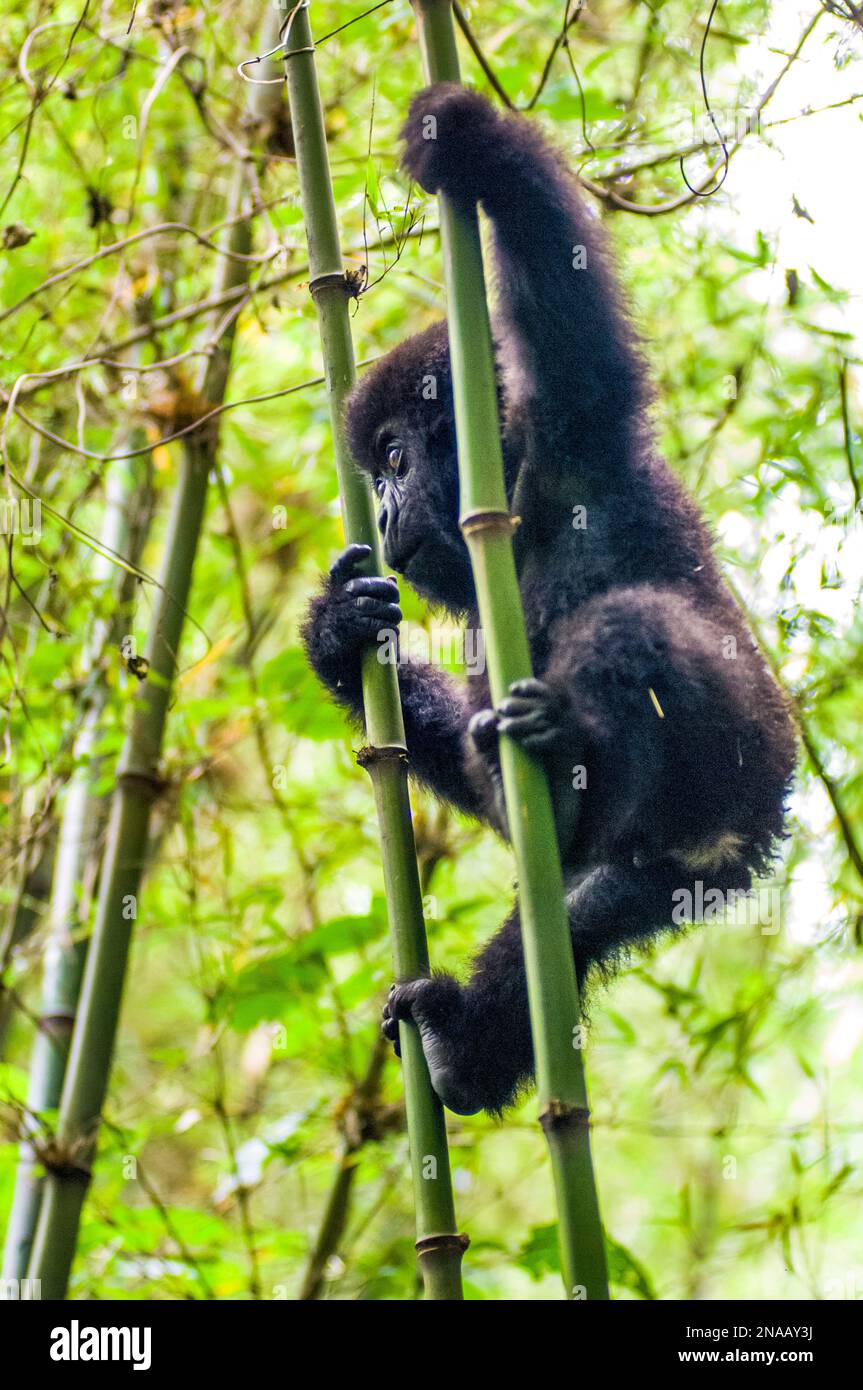 Infant eastern gorilla (Gorilla beringei) gripping onto a bamboo tree (Bambusoideae) in the jungle with both hands and feet; Rwanda, Africa Stock Photo