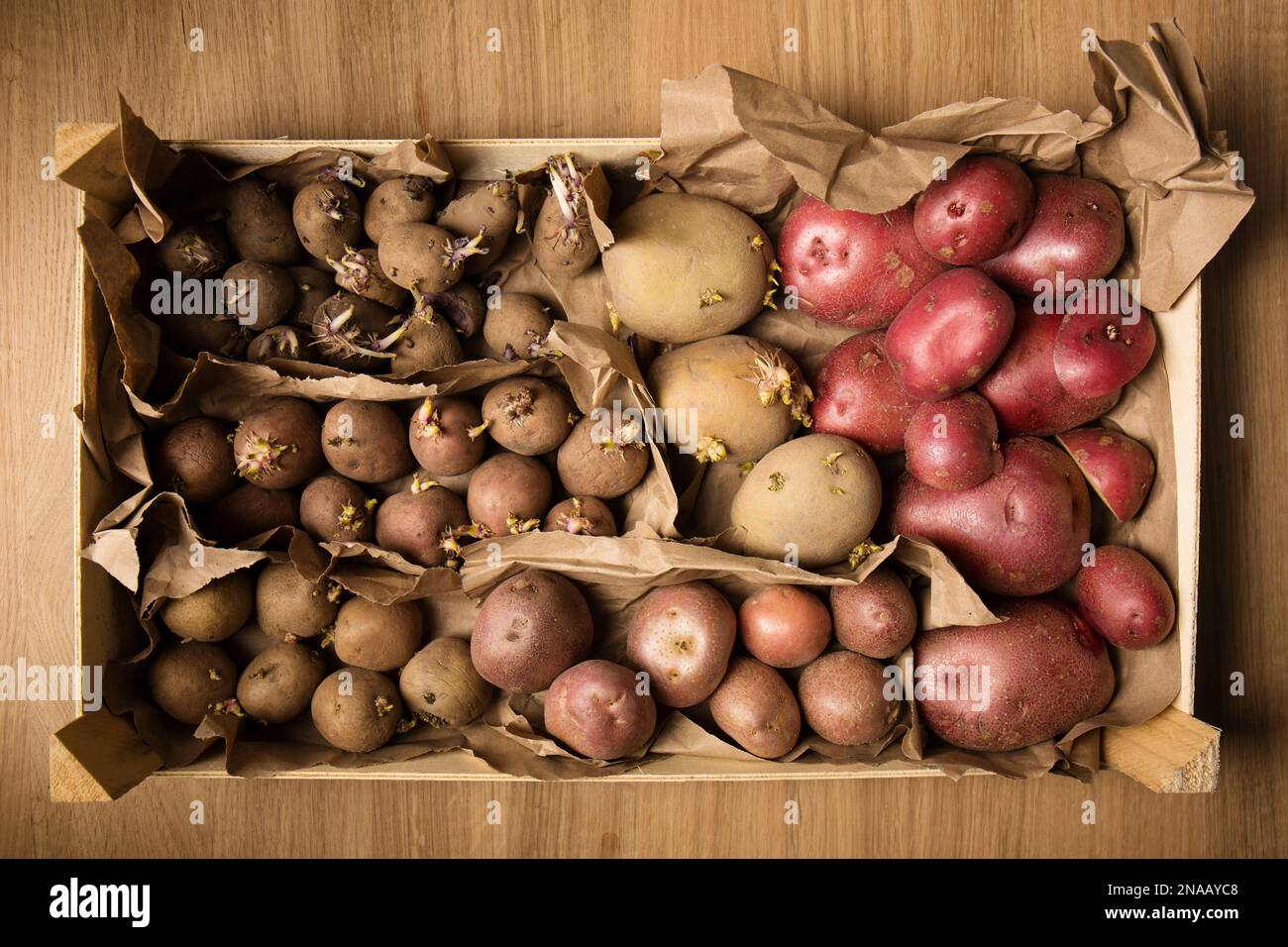 Germination of sprouts on potatoes for planting in the ground Stock