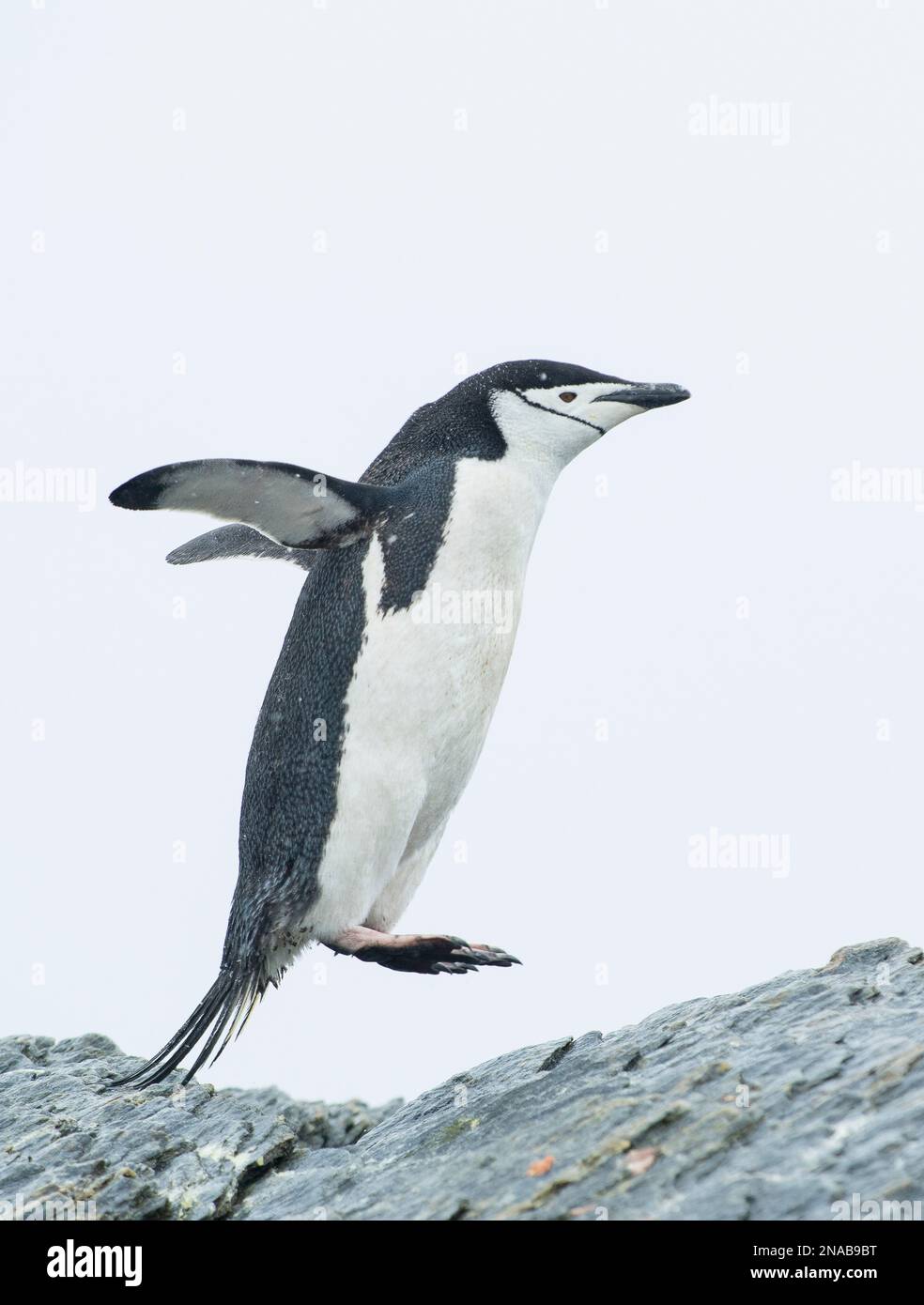 Chinstrap penguin (Pygoscelis antarcticus) jumps from the top of a rock; South Orkney Islands, Antarctica Stock Photo