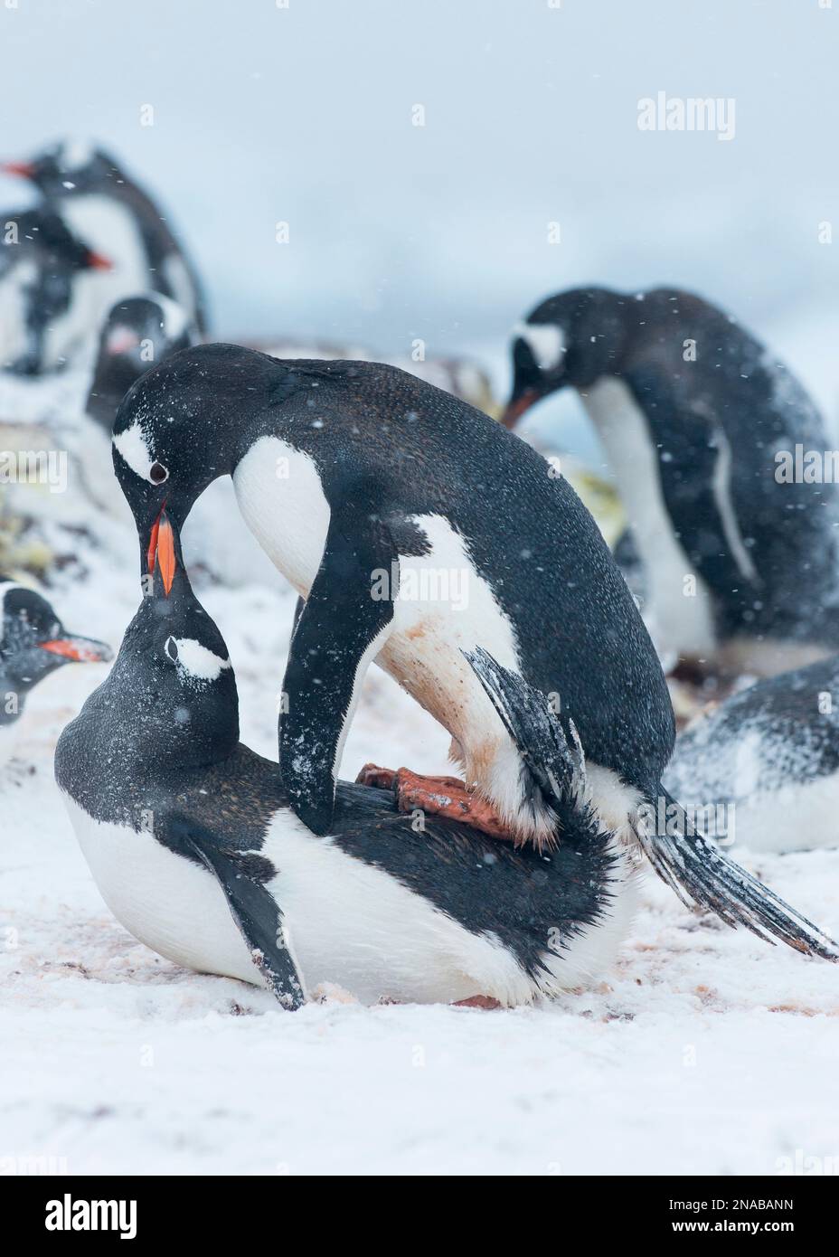 Gentoo penguins mate together in a colony on Ronge Island in Antarctica