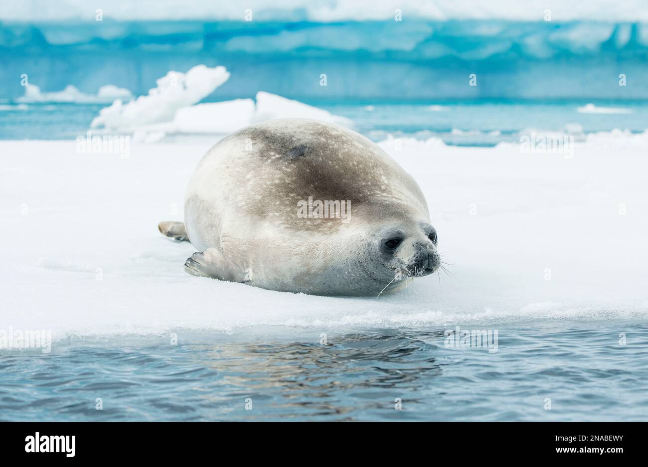A Crabeater seal (Lobodon carcinophaga) rests on ice near an iceberg in the Errera Channel of the Antarctic; Antarctica Stock Photo