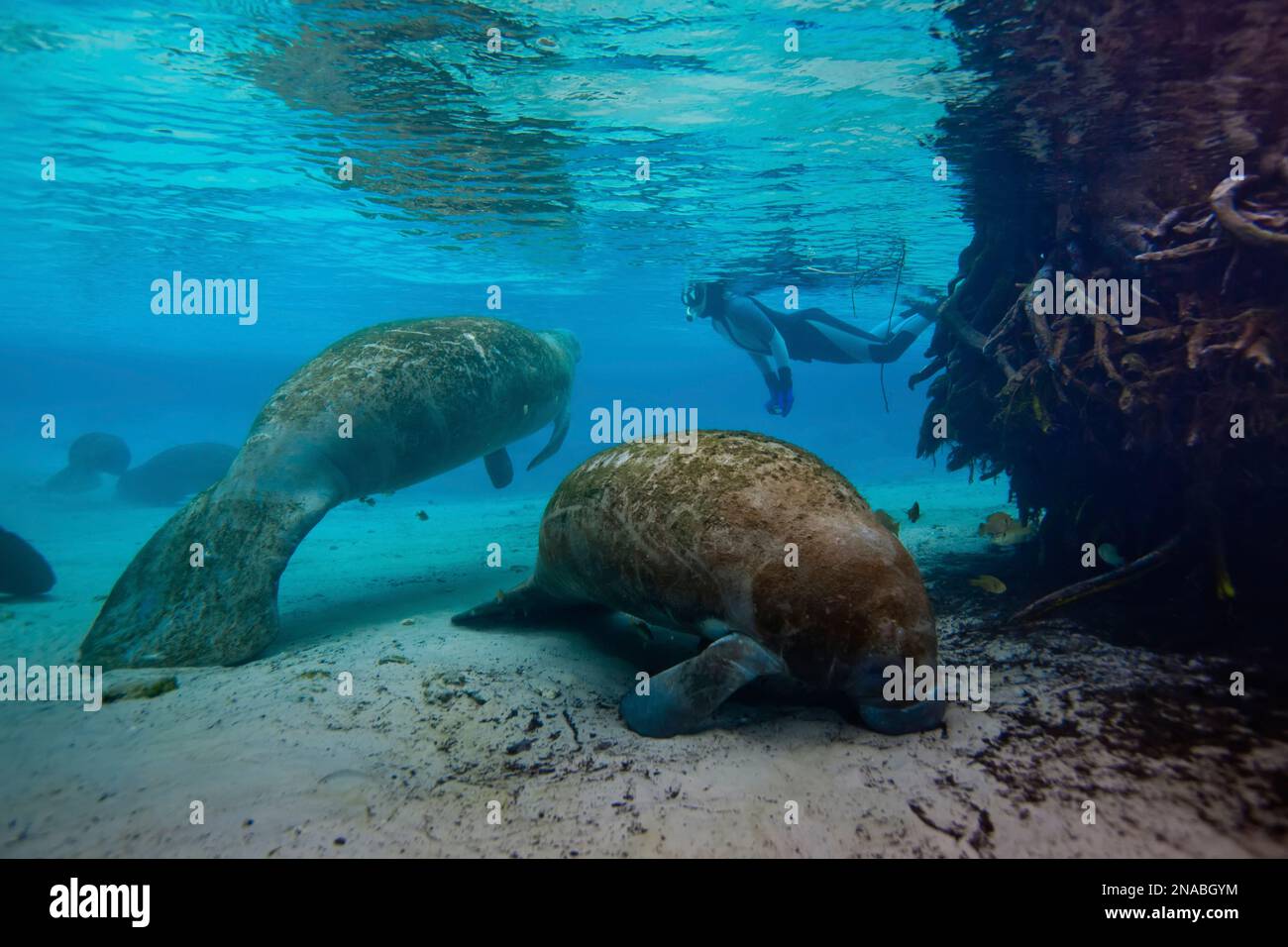 A snorkeler swims near four West Indian Manatees. Stock Photo