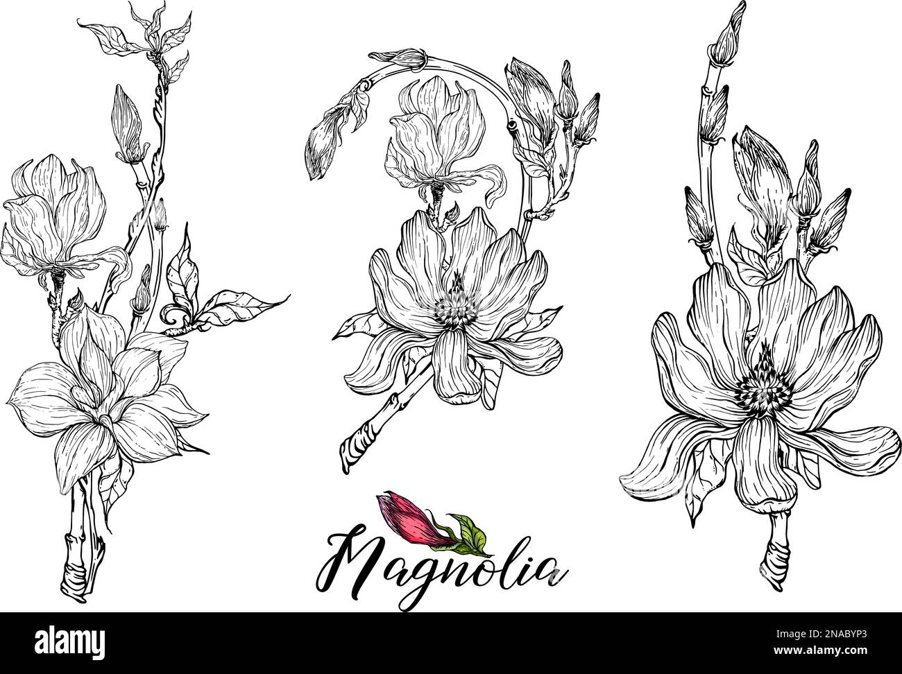 Set of vector flower arrangements with Magnolia flowers. Delicate ...
