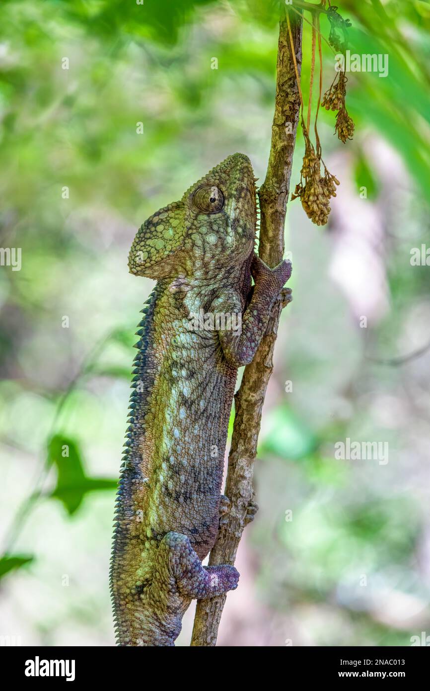 Malagasy giant chameleon or Oustalet's chameleon (Furcifer oustaleti), large species of endemic chameleon, Anja Community Reserve. Madagascar wildlife Stock Photo