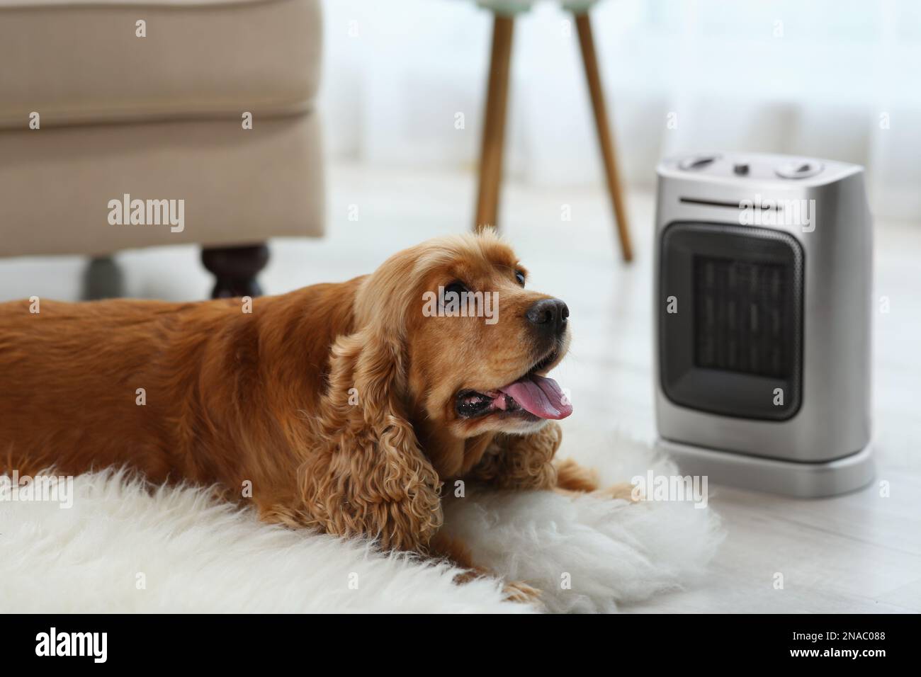 Beautiful cocker spaniel lying on rug near electric heater at home Stock Photo
