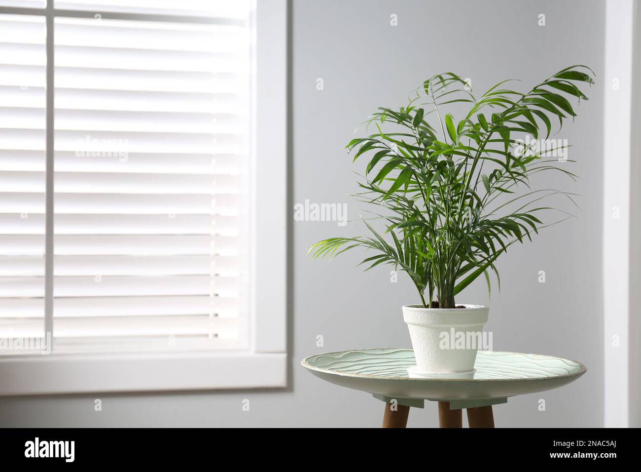 Beautiful Ravenea rivularis plant in pot on table indoors, space for text. House decor Stock Photo