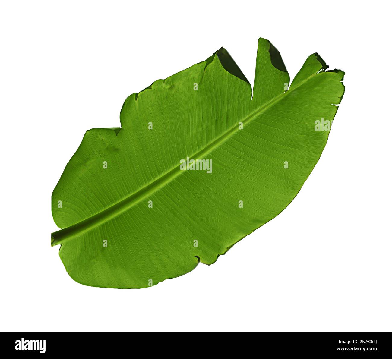 Green leaf of banana plant isolated on white Stock Photo Alamy