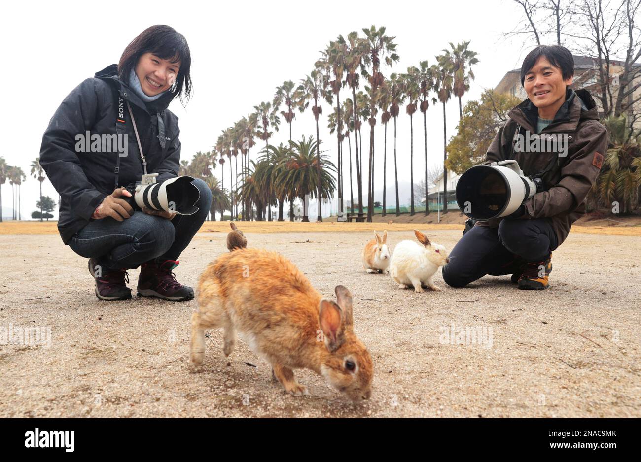 People enjoy with rabbits at Okunoshima (Usagi Shima / Rabbit Island ...