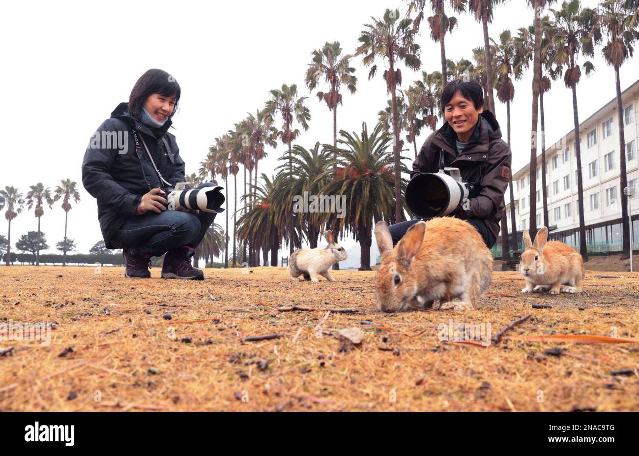 People enjoy with rabbits at Okunoshima (Usagi Shima / Rabbit Island ...