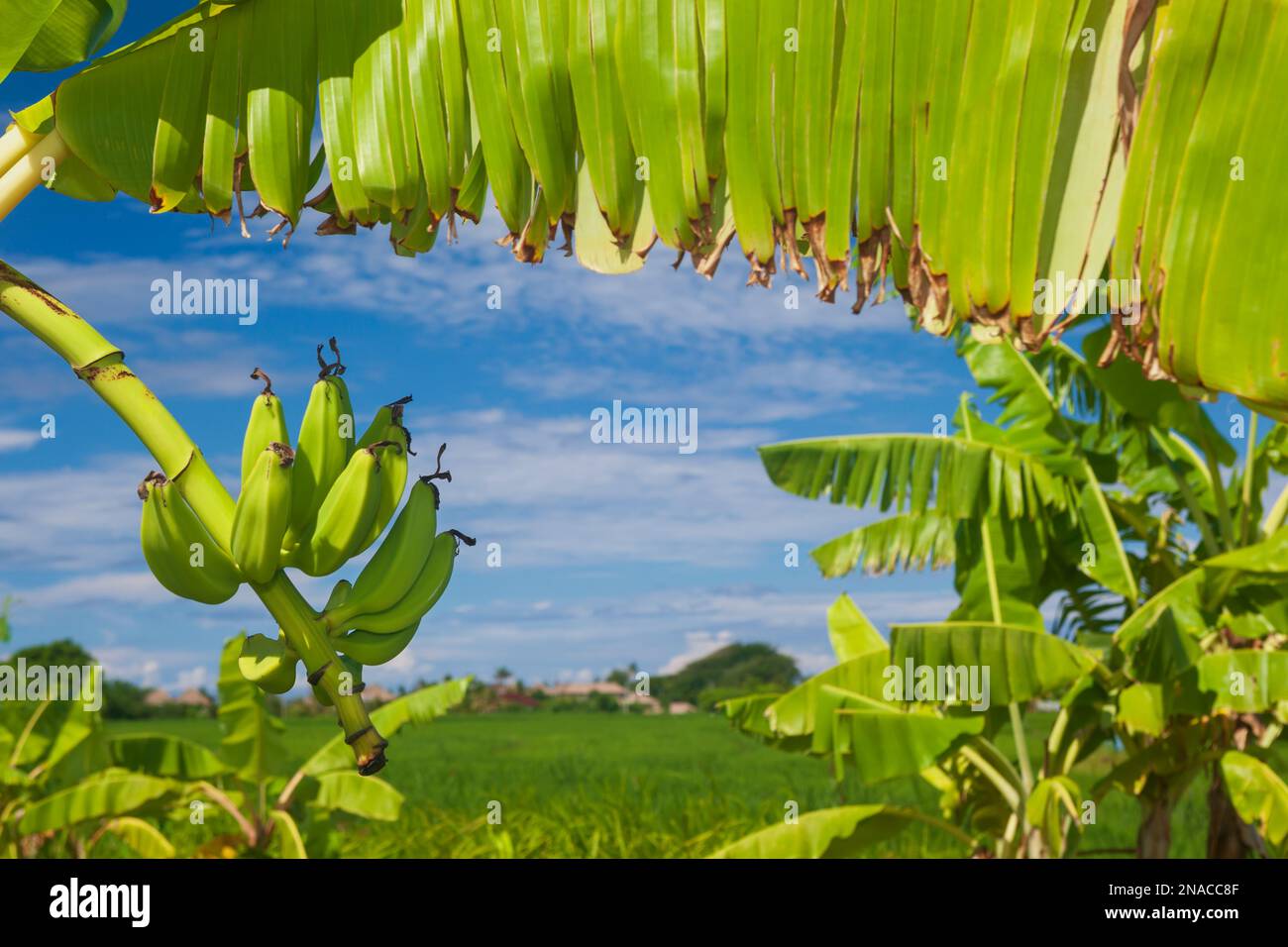 Growing bunch of bananas and landscape in Bali mountains. Tropical