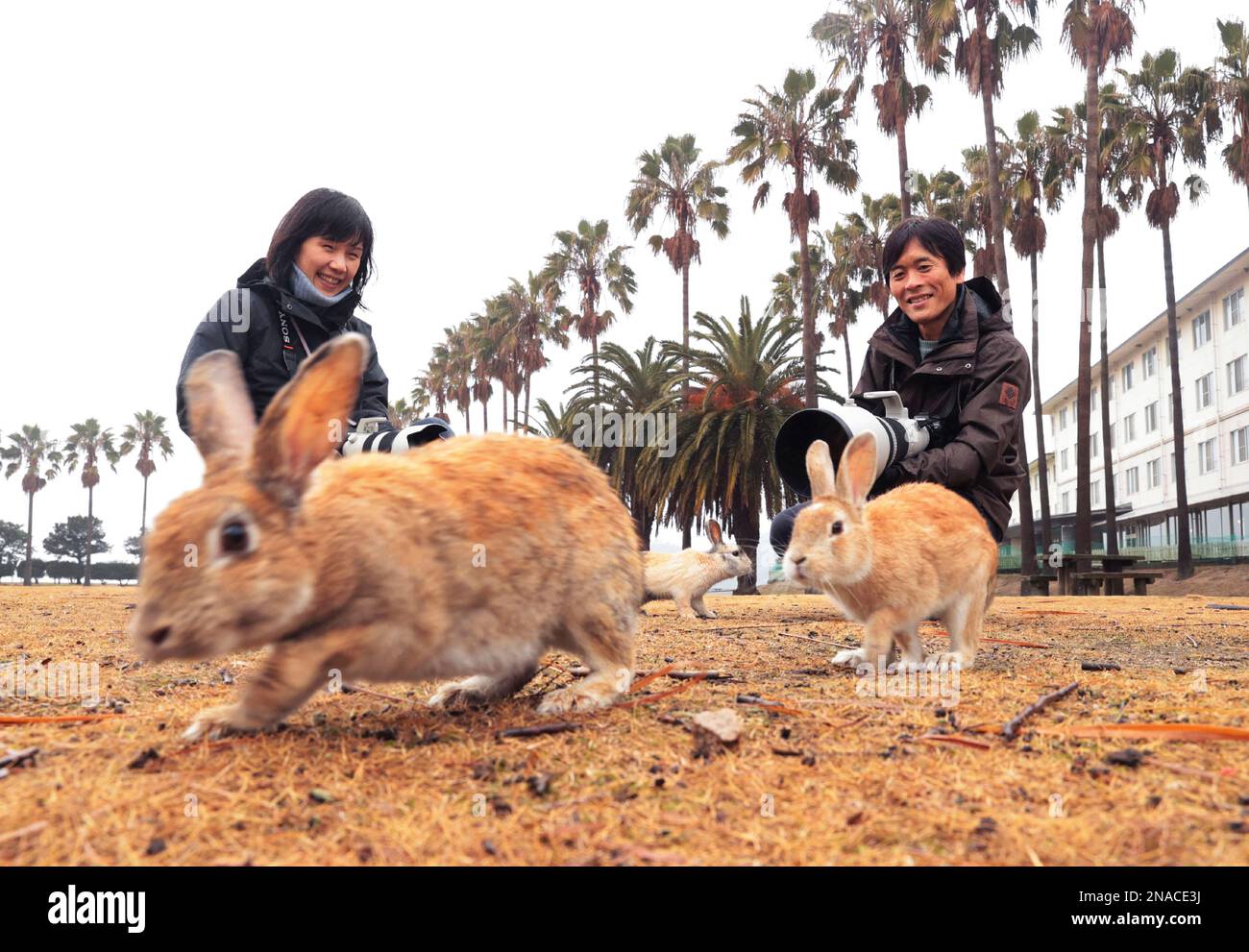 People enjoy with rabbits at Okunoshima (Usagi Shima / Rabbit Island ...