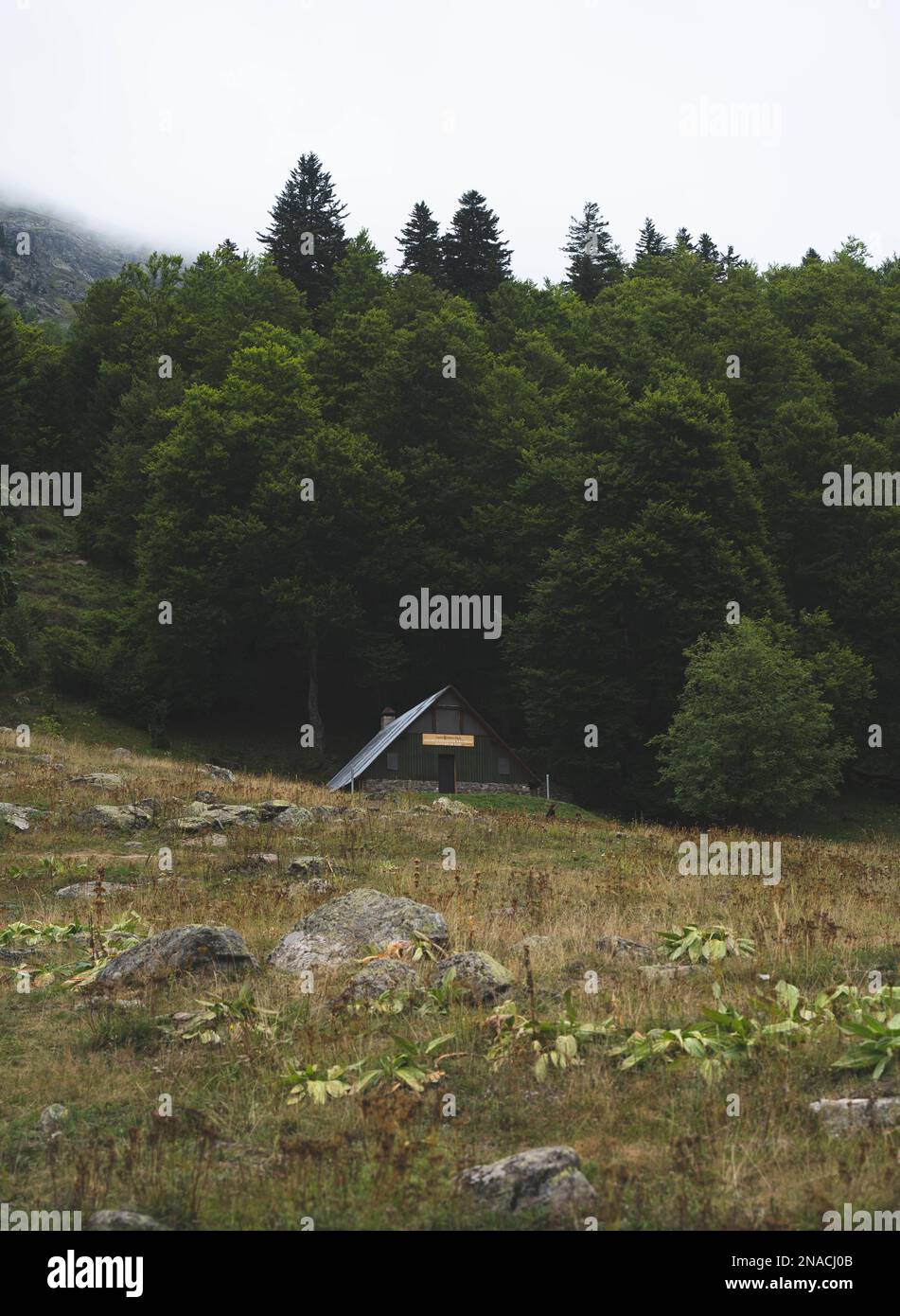 Dense nature greenery field hi-res stock photography and images - Alamy