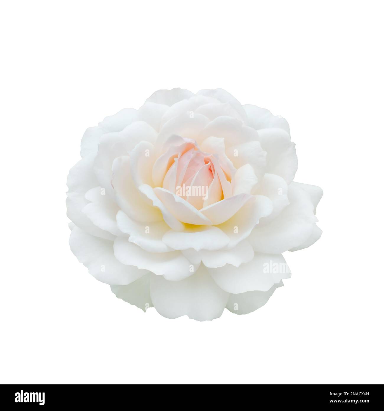 White rose isolated on a black background Stock Photo - Alamy