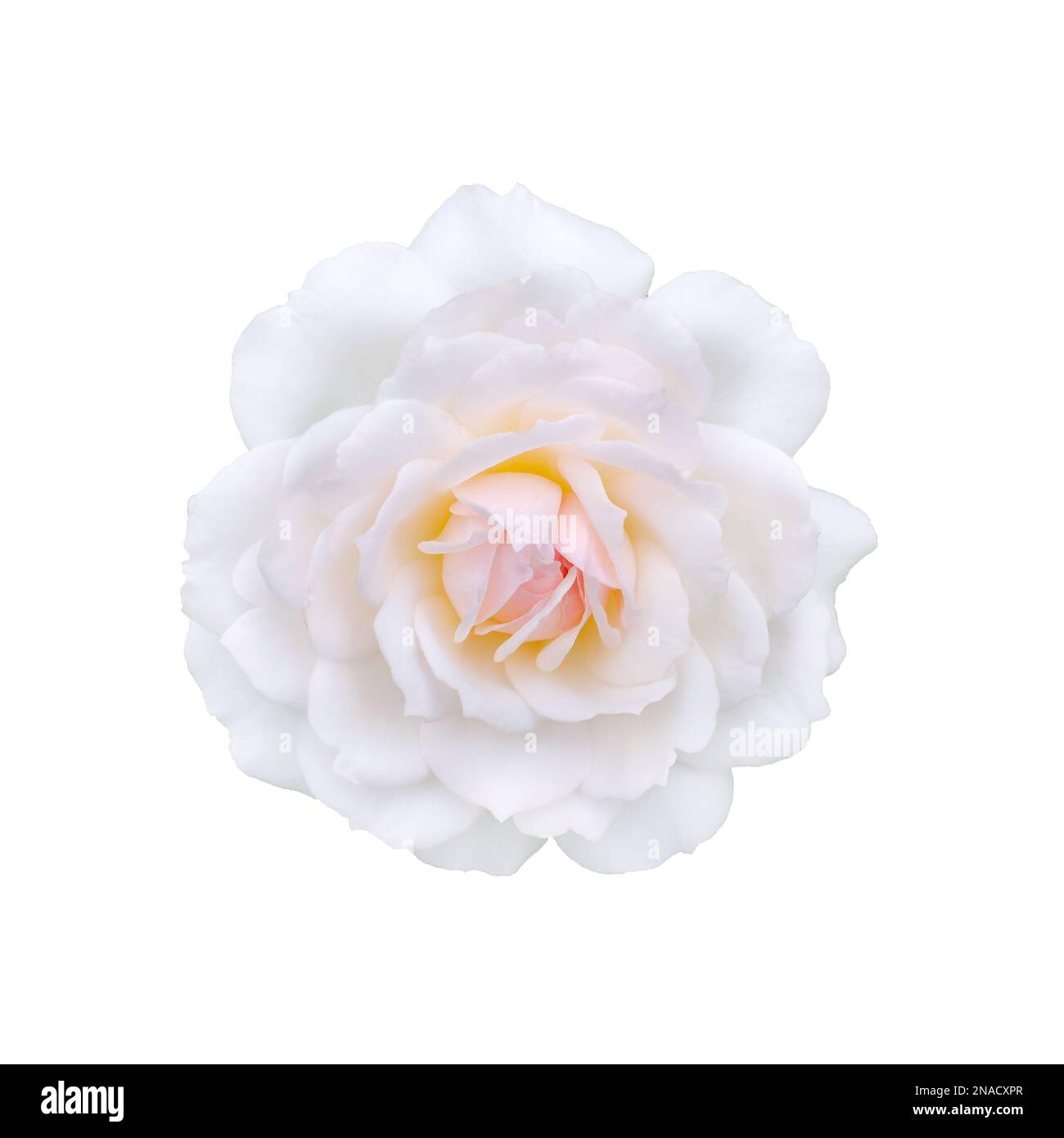 White rose isolated on a black background Stock Photo - Alamy
