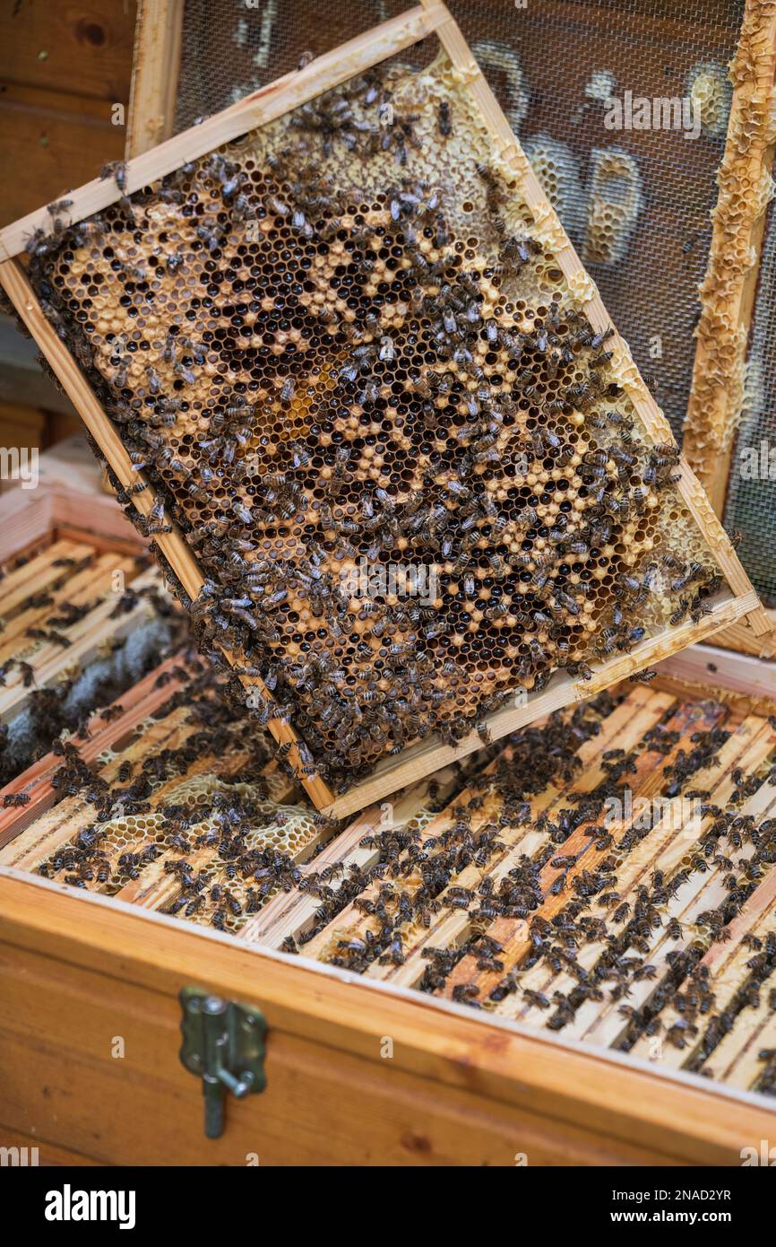 Open beehive with row o frames and one brood frame with honey bees taken out for inspection. Stock Photo