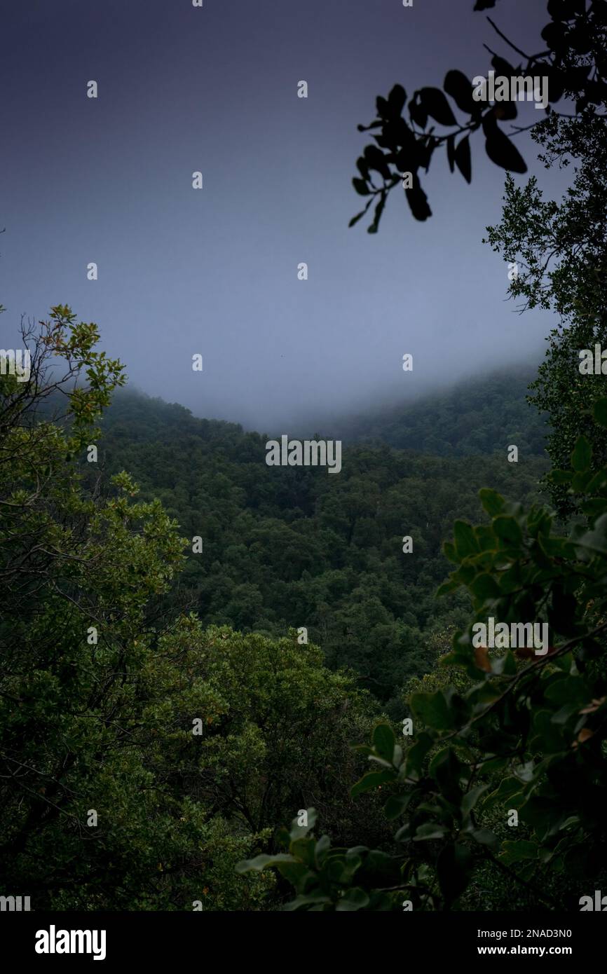 The dense green trees in a foggy forest Stock Photo - Alamy