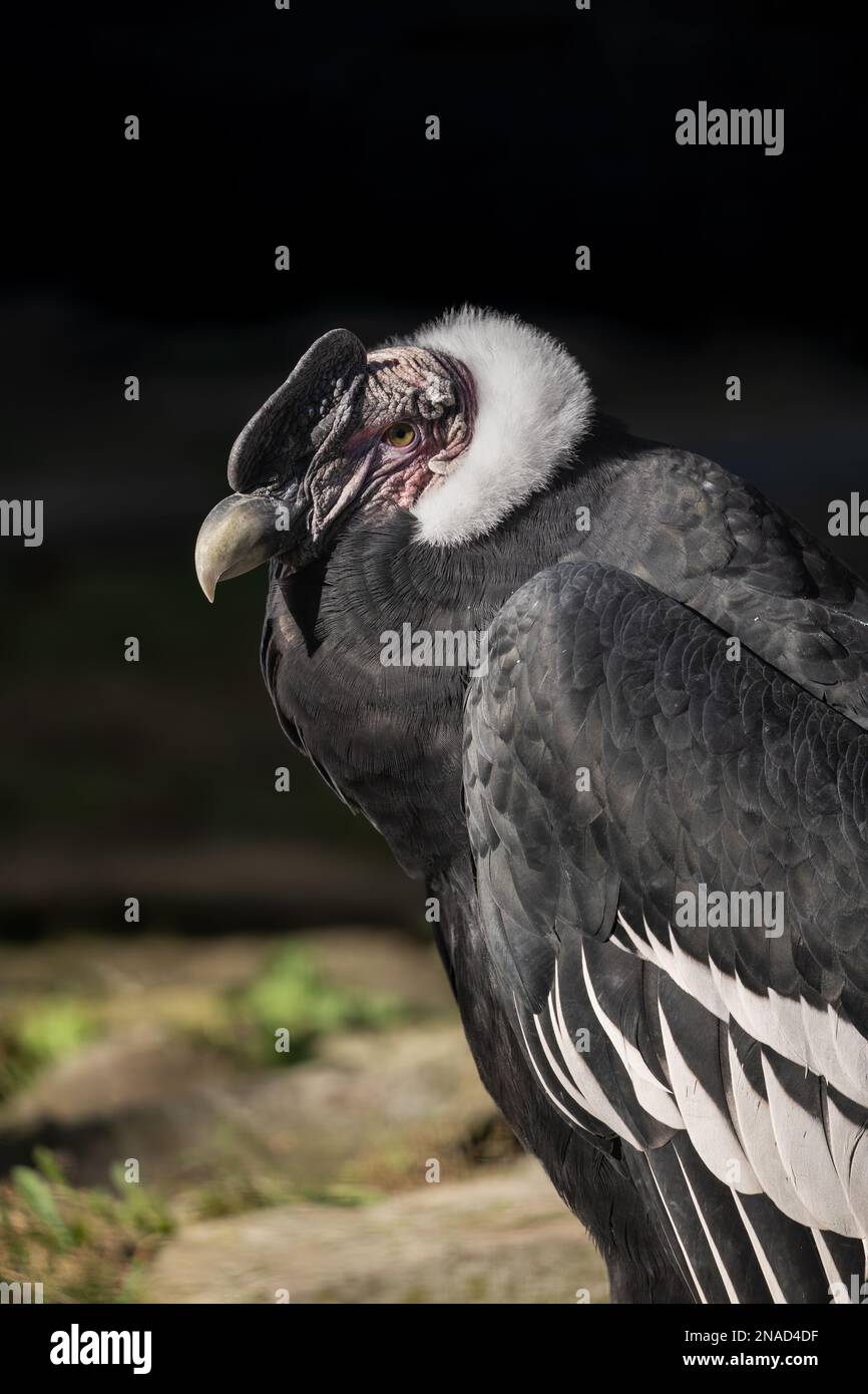 The Andean condor (Vultur gryphus) portrait, South American Cathartid vulture in the family Cathartidae, largest bird in the world, native region: And Stock Photo