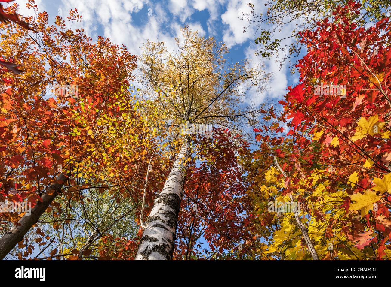 Vibrant autumn season foliage of oak and birch trees in deciduous forest on sunny day with low engle view to canopy and sky. Stock Photo