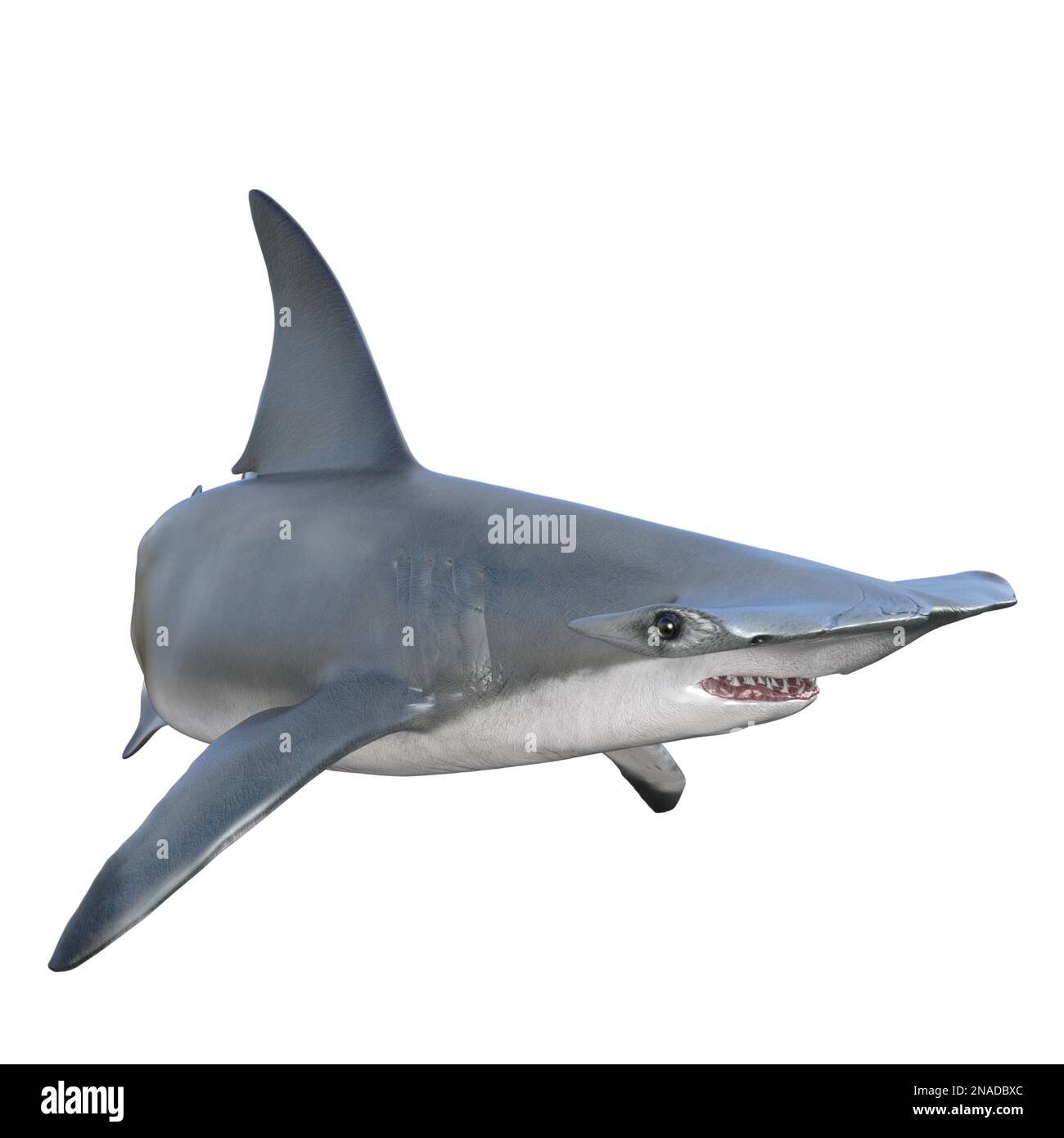 Great Hammerhead Shark with mouth open 3d render Stock Photo - Alamy